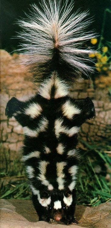 Eastern Spotted Skunk Unusual Animals Nature Animals Cute Animals