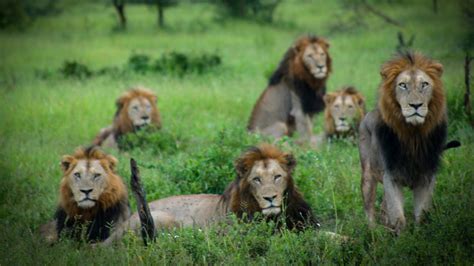South africa is synonymous with the lions tour. Suspected poacher killed by elephant, eaten by lions in ...