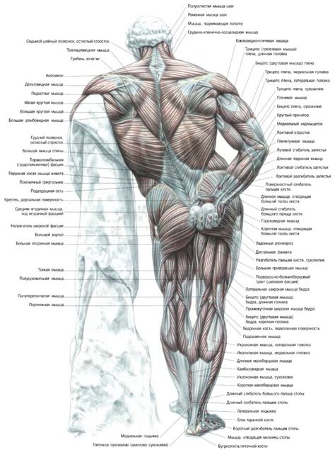 Мышцы человека