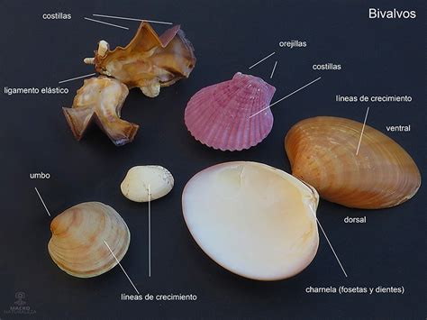 Las conchas marinas Gasterópodos y Bivalvos