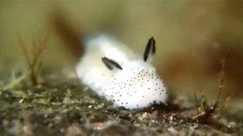 Meet The Sea Bunny 🐇 This Nudibranch Has Rabbit Like Ears That Are