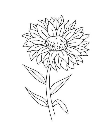 The best selection of royalty free spring kids coloring book pages vector art, graphics and stock illustrations. Aster Flower Outline Coloring Pages | Flower outline ...