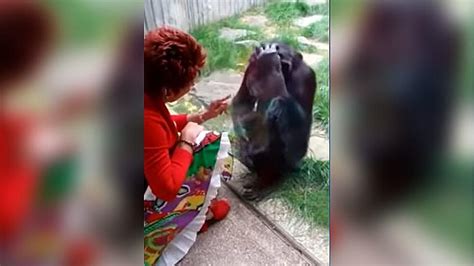 Woman Banned From Zoo After 4 Year Affair With Chimpanzee
