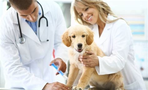 Dia del veterinario en mexico. Querido veterinario | Blog AnimalesyCia | EL PAÍS