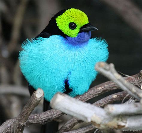 Rare Birds | Spectacularly Colored Very Rare Birds | So Pets | BIRDS (3 ...