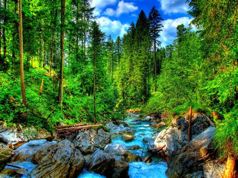 Mountain River Green Pine Forest Rocks And Green Grass Wallpaper