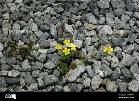 Flowers Growing On Rocks In Parking Lot Kentucky Stock Photo Alamy