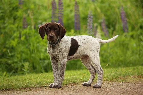 Top 10 Best Hunting Dogs
