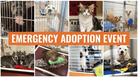 Lifeline Animal Project Shelters Reaches Full Capacity For First Time
