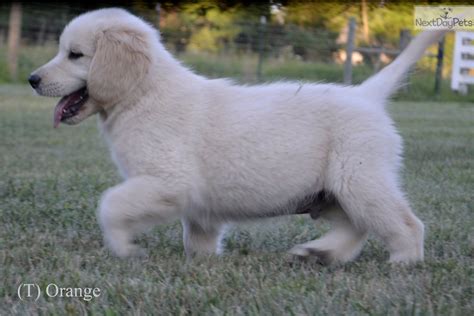 Looking for a golden retriever puppy or dog in cincinnati, ohio? Golden Retriever puppy for sale near Cincinnati, Ohio. | 77c614e5-a8f1