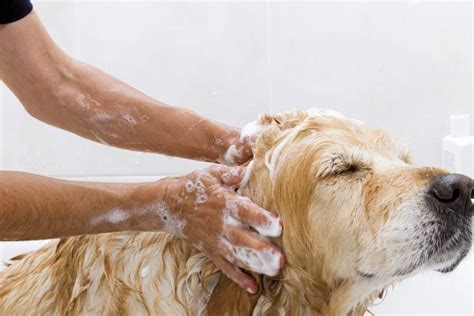 Wash Your Own Dog Veterinarians Seva Call Blog