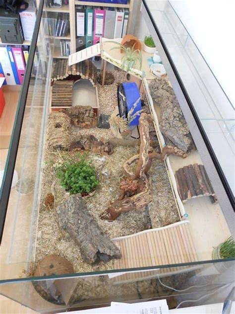 Natural Hamster Enclosure Cm X Cm Terrarium For Dsungare Sir Humphrey Beard Nager