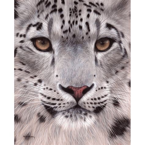 Snow Leopard Face Poster Print By Rachel Stribbling