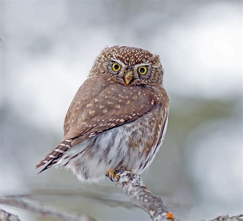 Northern Pygmy Owl Facts Animals Of North America Worldatlas