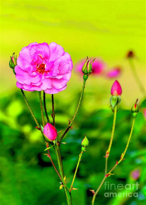 Pink Rose And Buds Photograph By Frances Ann Hattier Fine Art America