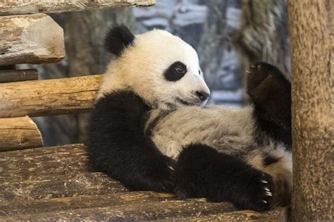 Here Are Some Pictures Of All The Toronto Zoos Baby Animals