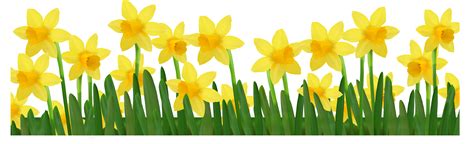 Grass With Daffodils Png Clipart Picture Gallery Yopriceville High