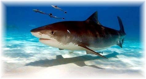 Bitcoin is likened to digital gold because it has a limited supply. Top 10 Most Dangerous Sharks - "OCEAN TREASURES" Memorial ...