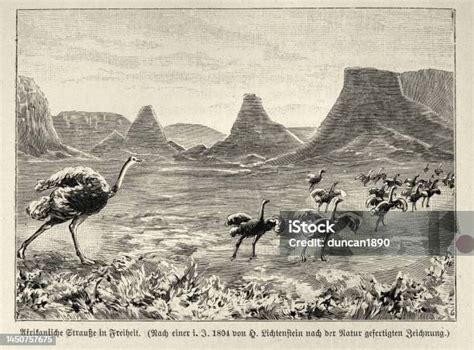 Flock Of Ostrich In South Africa 1890s African Wildlife 19th Century
