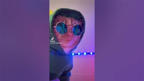 Komik Eğlenceli Kediler Shorts Komikkedivideoları Kediler Youtube