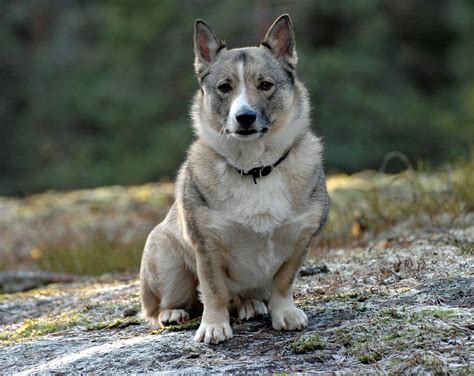 Swedish Vallhund Information Dog Breeds At Thepetowners