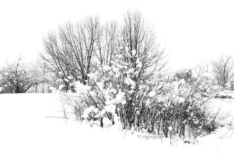Snow Sketch Iii Photograph By Regina Geoghan Fine Art America
