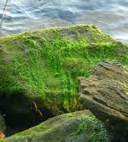 Batuk kering adalah salah satu gejala umum yang banyak dirasakan oleh pasien. Ciri-ciri Alga Hijau (Chlorophyta) - Budisma