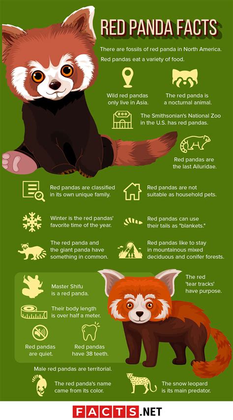Red Panda Facts Astonishingceiyrs