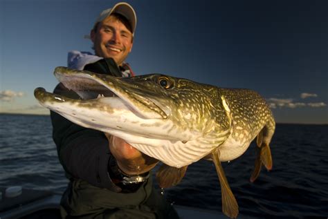 Northern Pike Sunset Country Ontario Canada