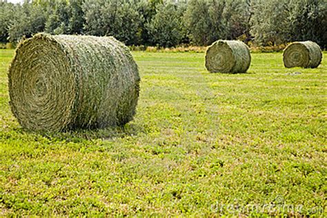 How To Unroll Large Round Bales Of Hay Easily Agricultural Insights