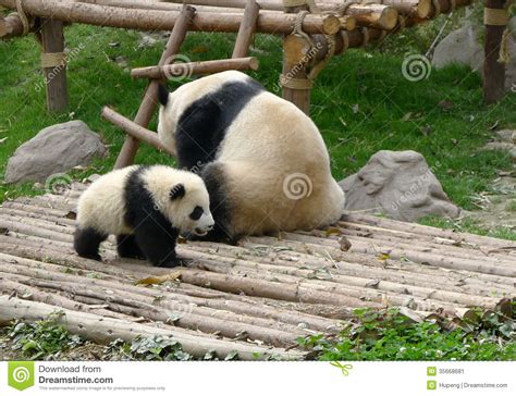 Baby Panda With Mother Stock Image Image Of Asian Eating