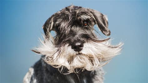 What Kind Of Dogs Have Beards