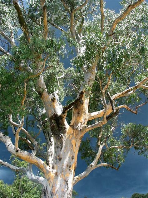 Position in the garden that receives full sun to half shade. The Australian Eucalyptus tree is one of the fastest ...