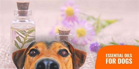 Essential Oils For Dogs Guide Safety Types Reviews And Faq