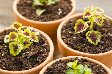 With seeds for five of the most common kitchen herbs, including cilantro and parsley which. How to Grow Coleus Plants Indoors