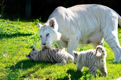 Los tigres blancos de Sendaviva se llamarán Tristán y Zuri