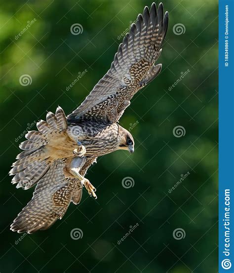 Peregrine Falcon Falco Peregrinus Juvenile Stock Image Image Of