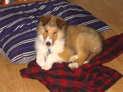 Rough Collie Dog Breed Puppies