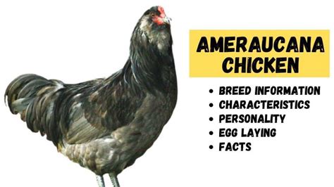Ameraucana Chickens - Qualities, Egg Laying, & Temperament