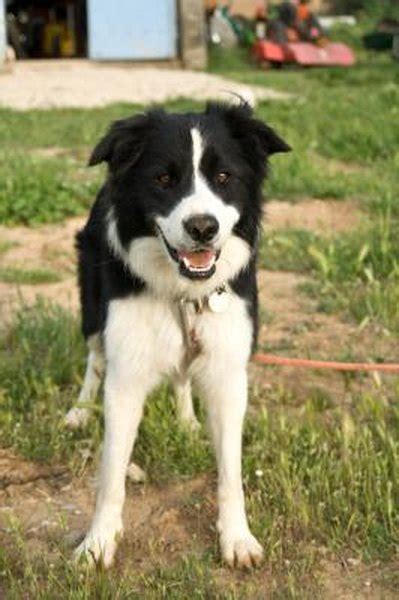 When it comes to mulching a vegetable garden, there are pros and cons to each type you might use. Cedar Mulch & Dogs - Pets