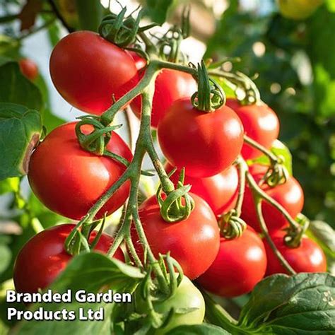 Tomato Shirley F1 Hybrid Mr Middleton Garden Shop