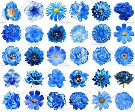 30 Blue Flowers Isolated On White Blue Flower Painting Blue Flower