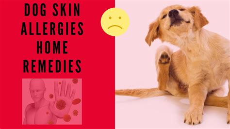 🔥 Tips And 3 Methods “dog Skin Allergies Home Remedies”👍 Youtube