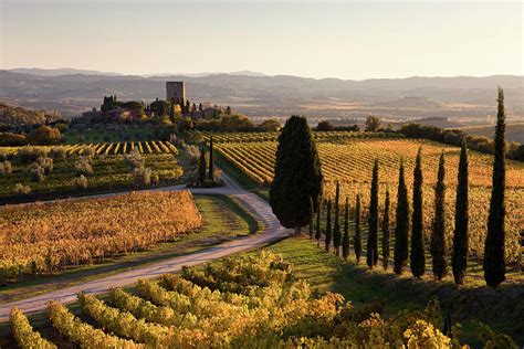 Tuscany Sangiovese Vineyards Italy Digital Art By Massimo Ripani Pixels