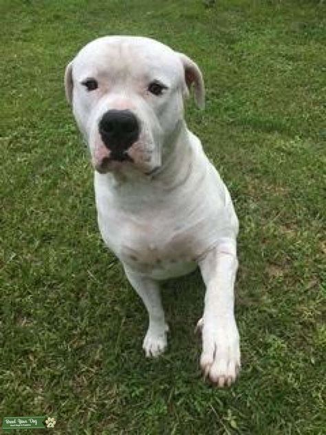 White American Bulldog Stud Dog In Florida The United States Breed