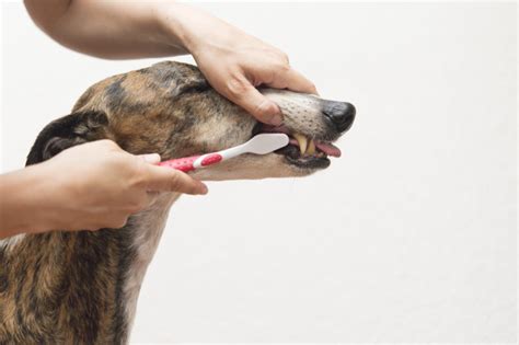 Por Que A Mi Perro Se Le Caen Los Dientes