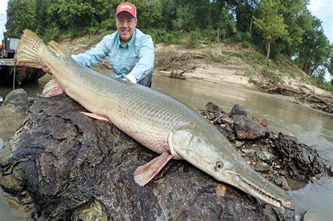 Giant Alligator Gar Texas Without Meaning To Lake Corpus Christi