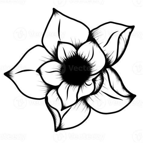 Line Art Flower Botanical Illustration 24253341 Png