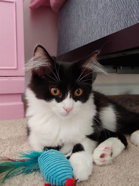 Mine is light green eyes,medium sized ears, dark around the body, back, ears and tail but not stomach. I met Logan and his sister at an adoption event last ...