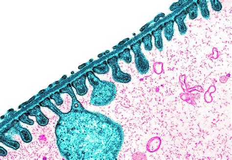 The dermis supports the epidermis by providing it with nutrients and toughness. Kidney Basement Membrane Photograph by Science Photo Library